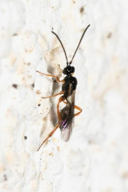 Braconidae - gyilkosfürkészek