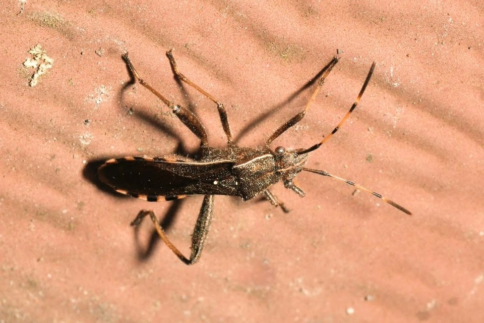 Camptopus lateralis - görbelábú karimáspoloska