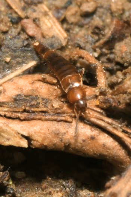 Oxypoda abdominalis - vöröses pudvaholyva