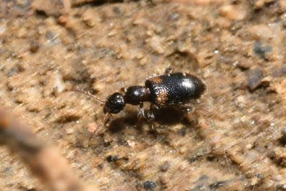 Hirticollis hispidus - szőrös fürgebogár