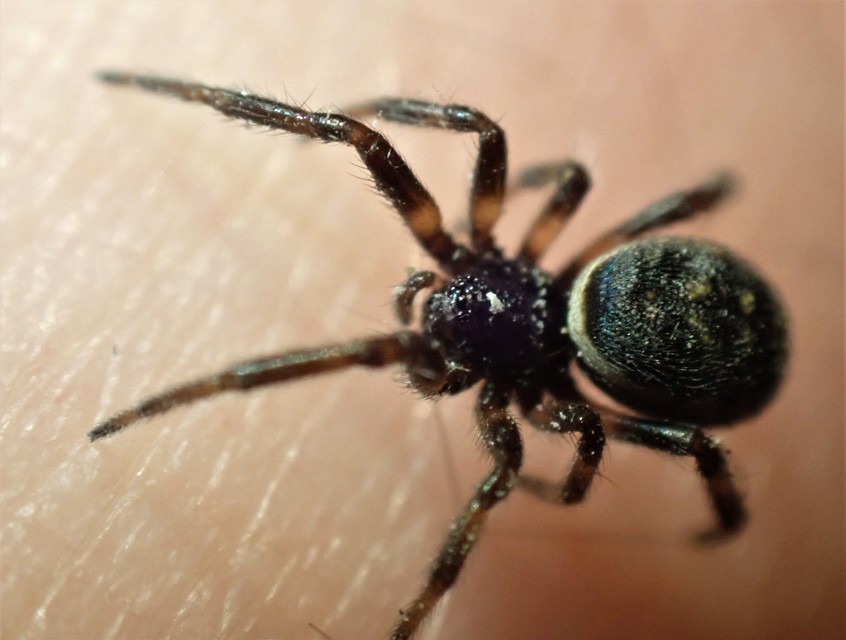 Steatoda albomaculata - koszorús törpepók