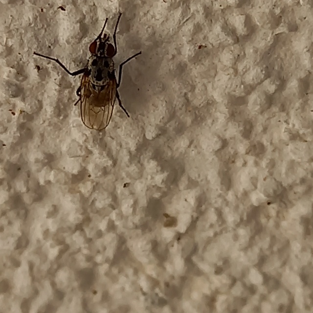 Anthomyia