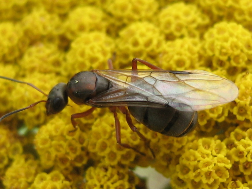Formica cunicularia - gyakori rabszolgahangya