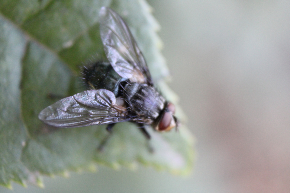 Calliphoridae - dongólegyek