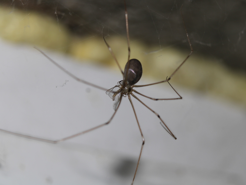 Pholcus phalangioides - nagy álkaszáspók Pholcus phalangioides - nagy álkaszáspók