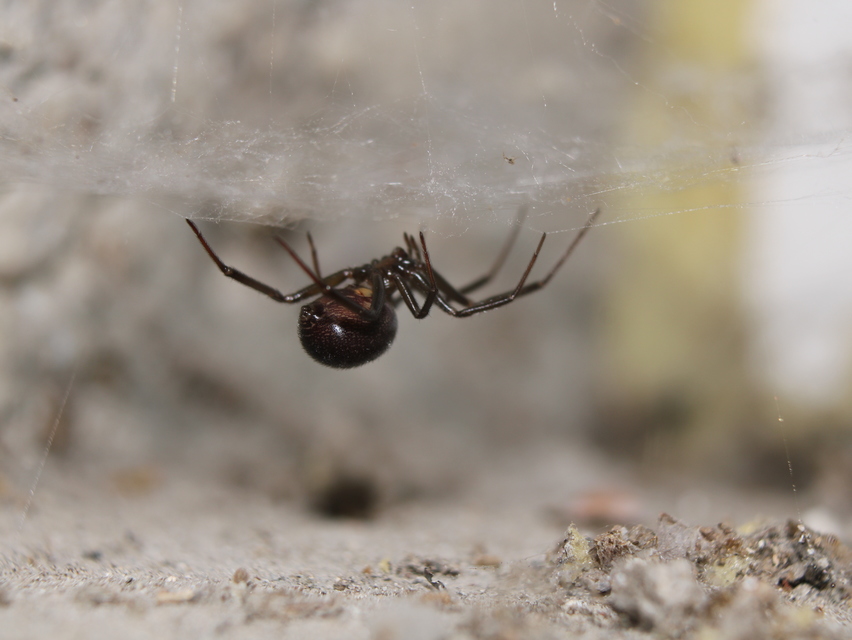Steatoda grossa - nagy faggyúpók