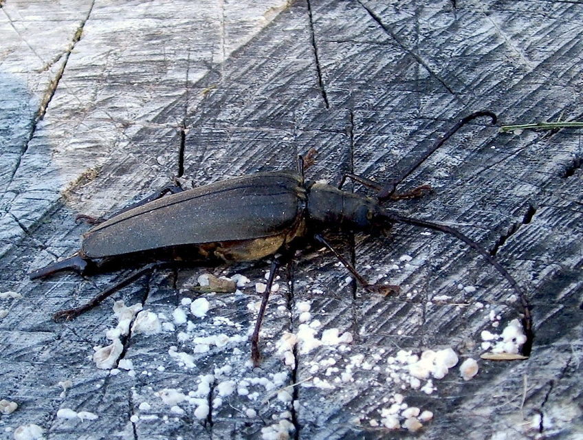 Aegosoma scabricorne - diófacincér