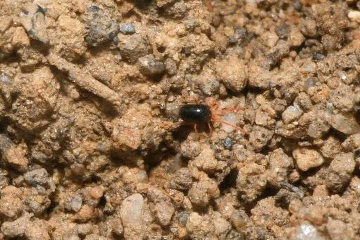 Penthaleus