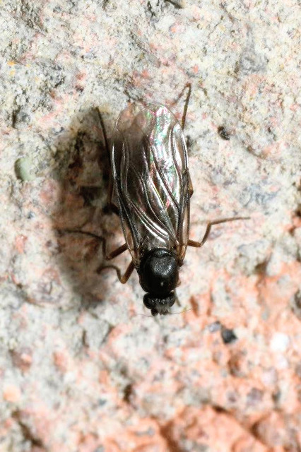 Phoridae - púposlégyfélék