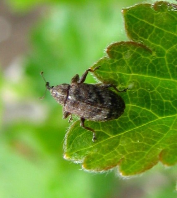 Anthonomus pomorum - alma-bimbólikasztó Anthonomus pomorum - alma-bimbólikasztó