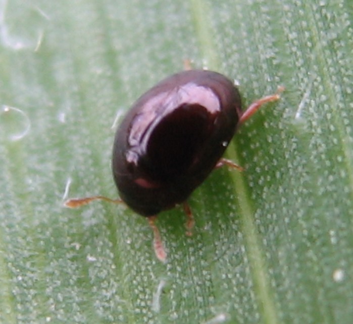 Phalacridae - kalászbogárfélék Phalacridae - kalászbogárfélék