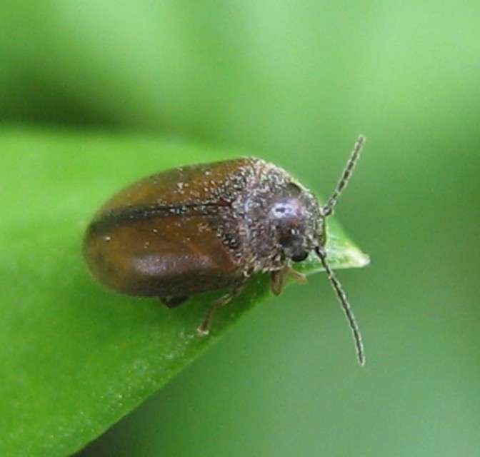 Scirtidae - rétbogárfélék