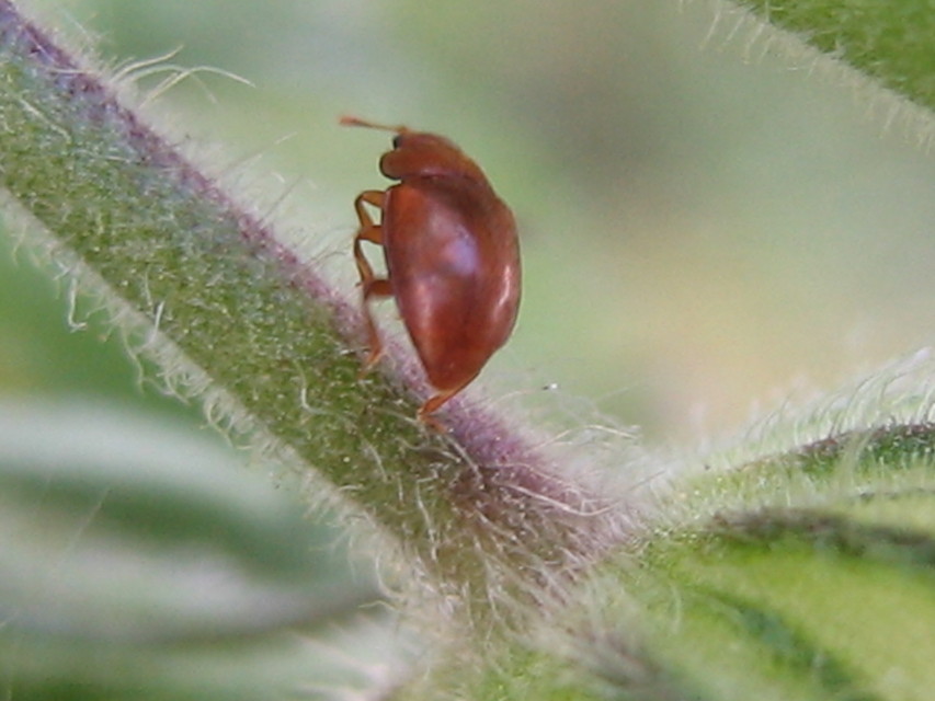 Epuraea Epuraea