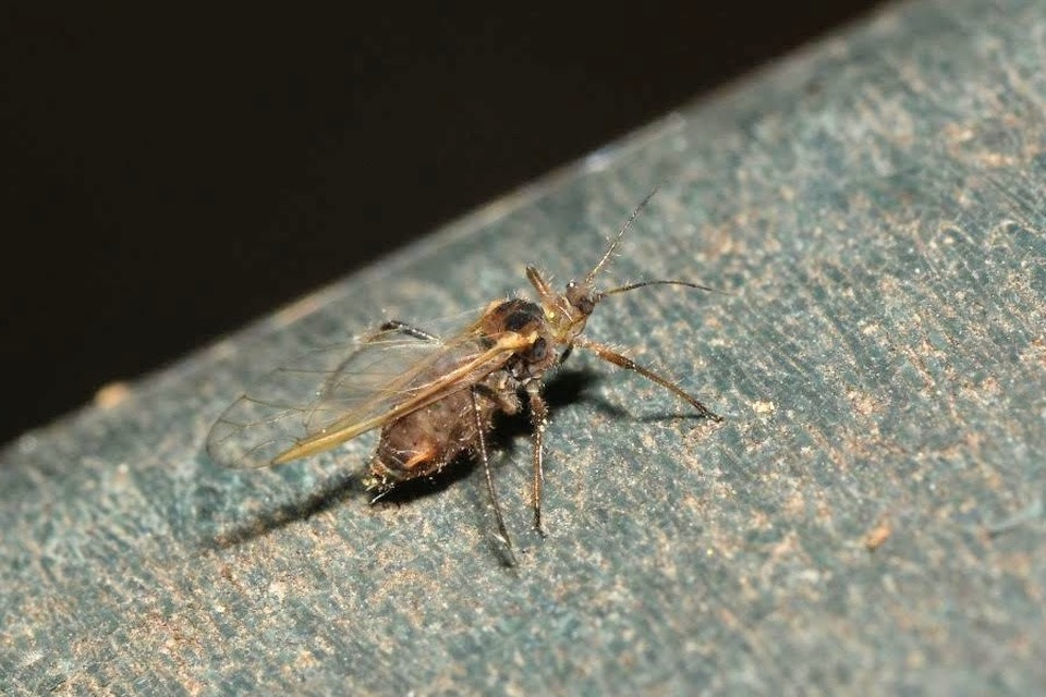 Pterocomma