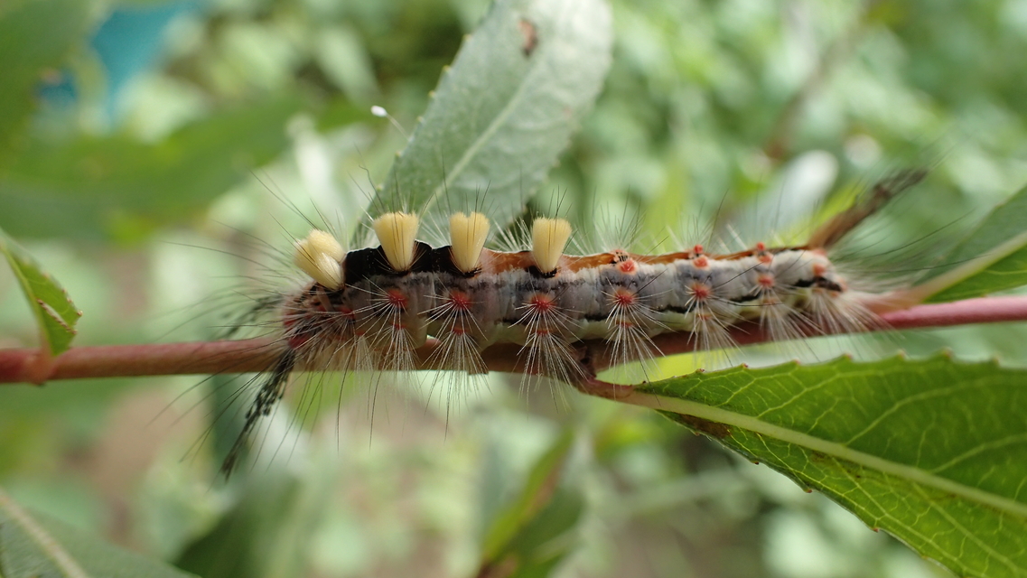 Orgyia antiqua - rozsdabarna kisszövő