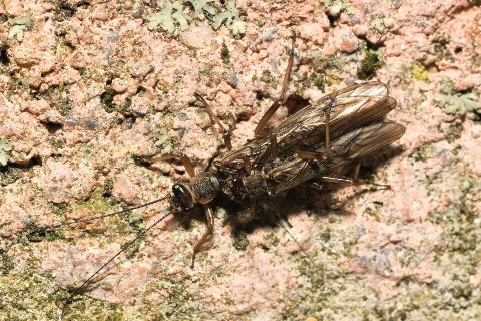 Nemouridae