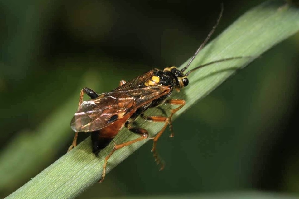 Tenthredopsis