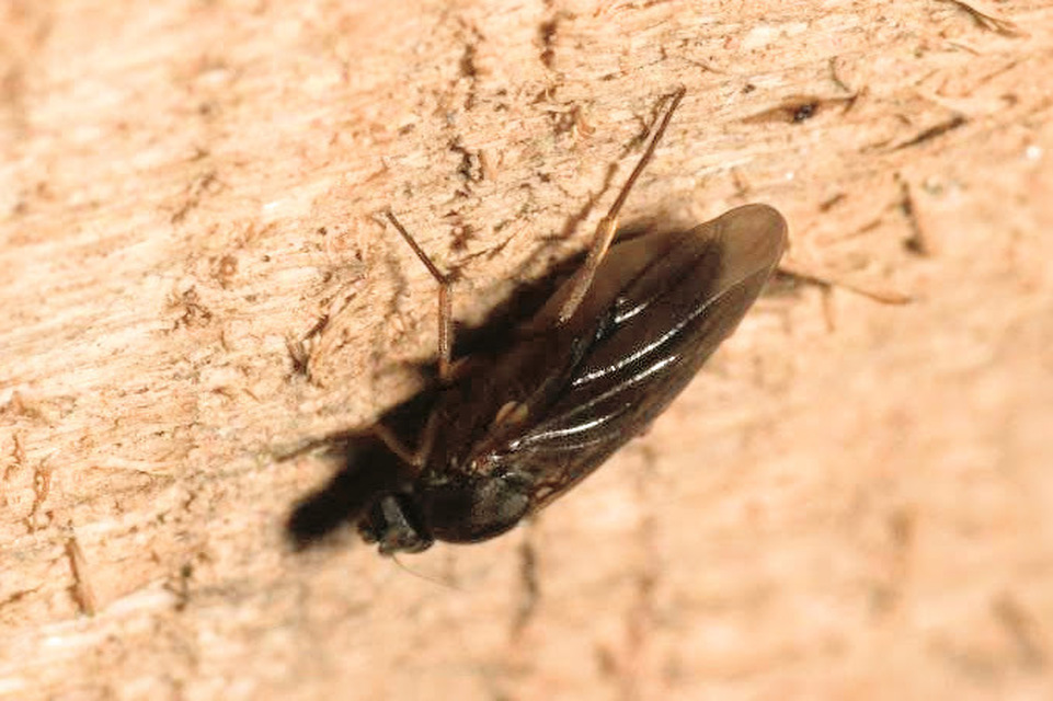 Phoridae - púposlégyfélék