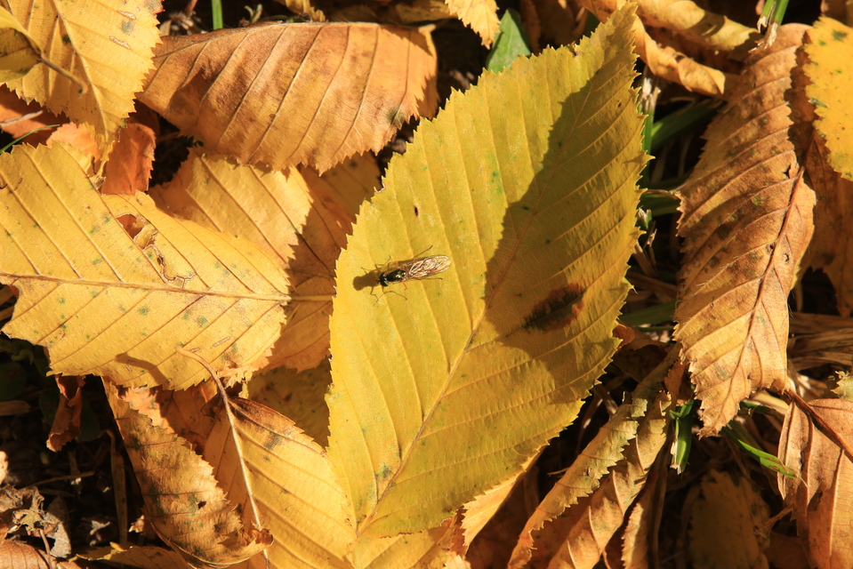 Sargus