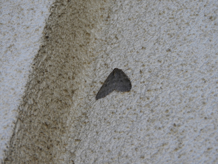 Epirrita christyi/dilutata