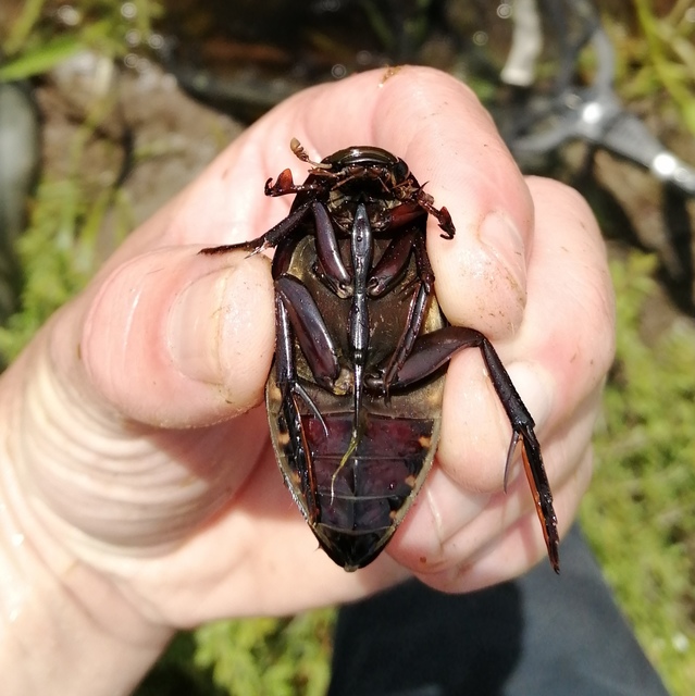 Hydrophilus piceus - közönséges óriáscsibor