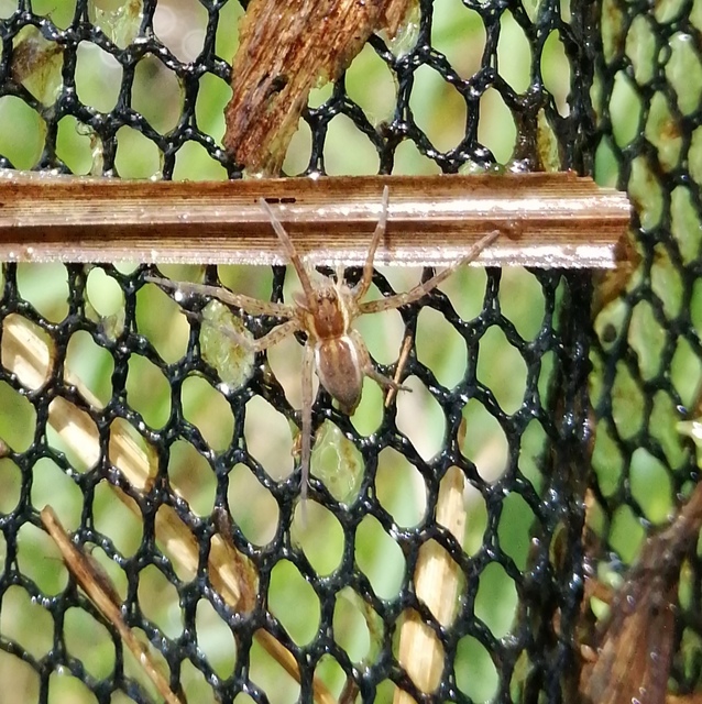 Dolomedes plantarius/fimbriatus