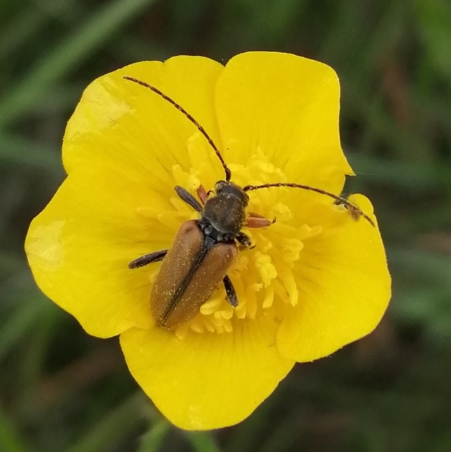 Cortodera flavimana - boglárkacincér