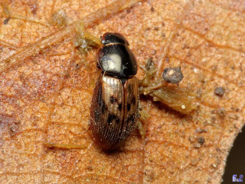 Aphodius obliteratus - sötétjegyű trágyabogár