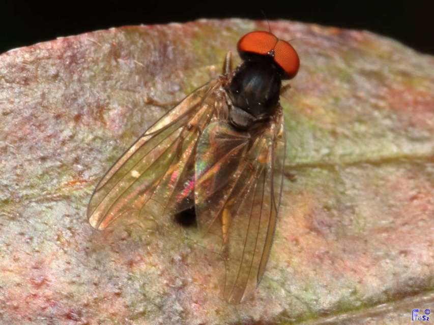 Polyporivora picta