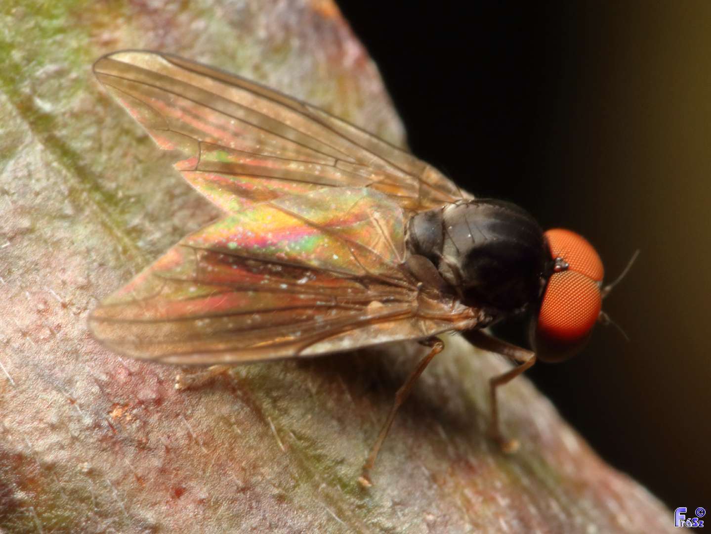 Polyporivora picta
