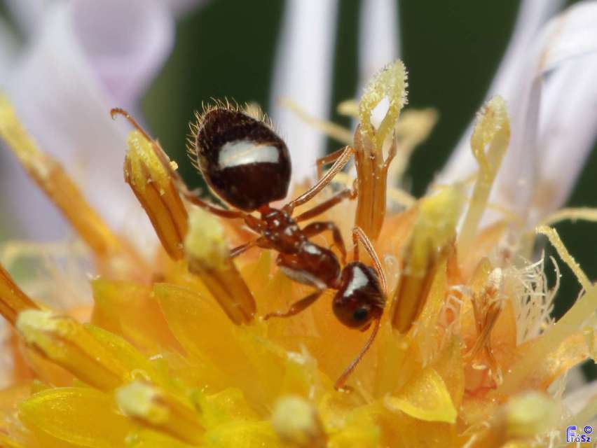 Prenolepis nitens - ragyogóhangya