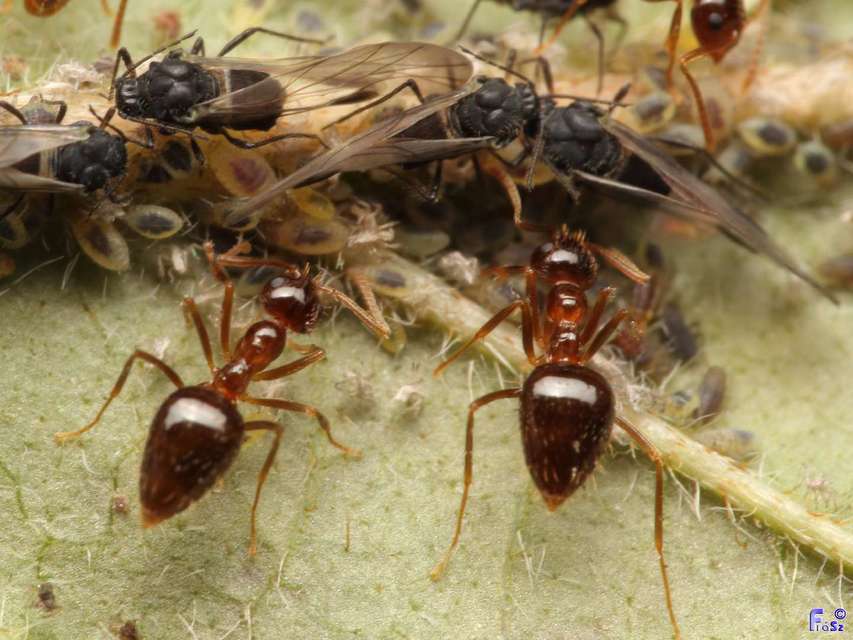 Prenolepis nitens - ragyogóhangya