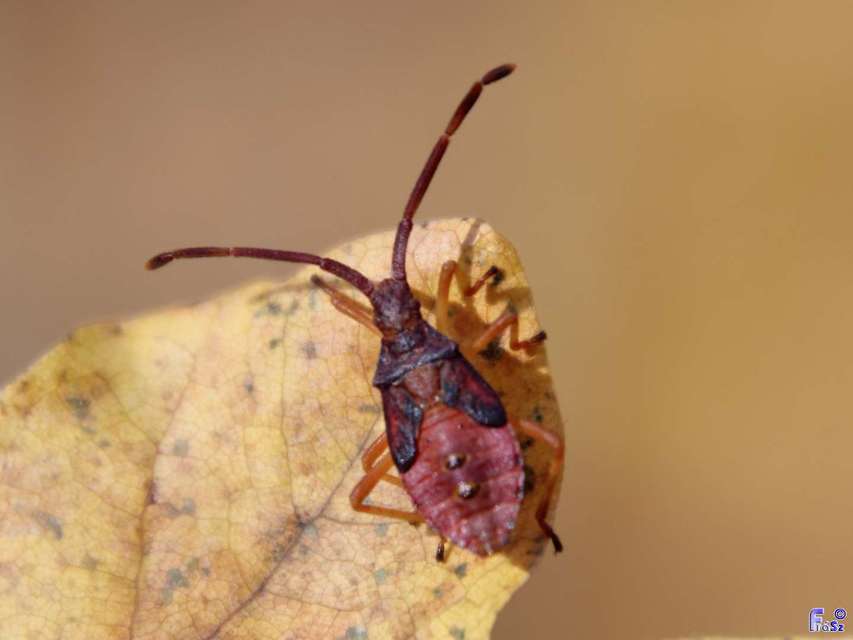Gonocerus acuteangulatus - aranypetés karimáspoloska