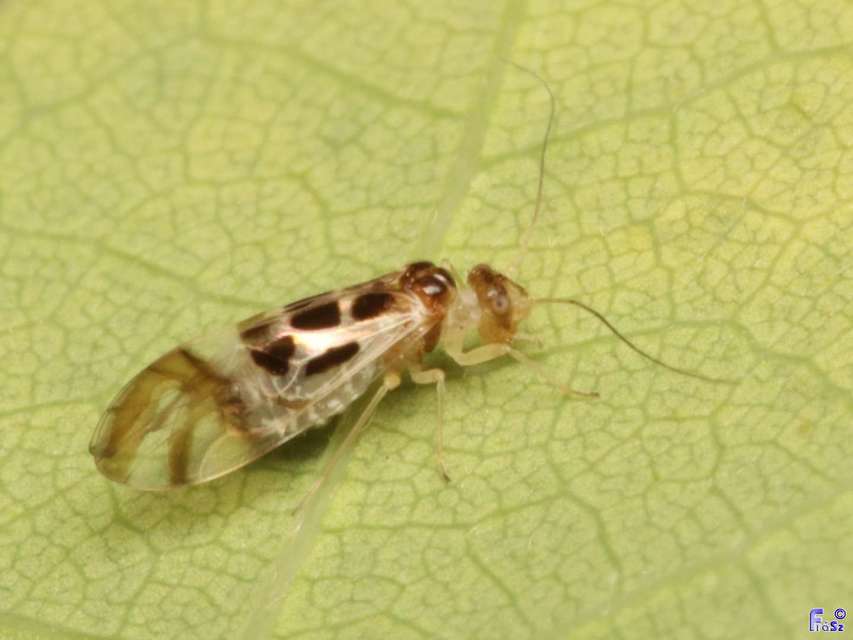 Graphopsocus cruciatus