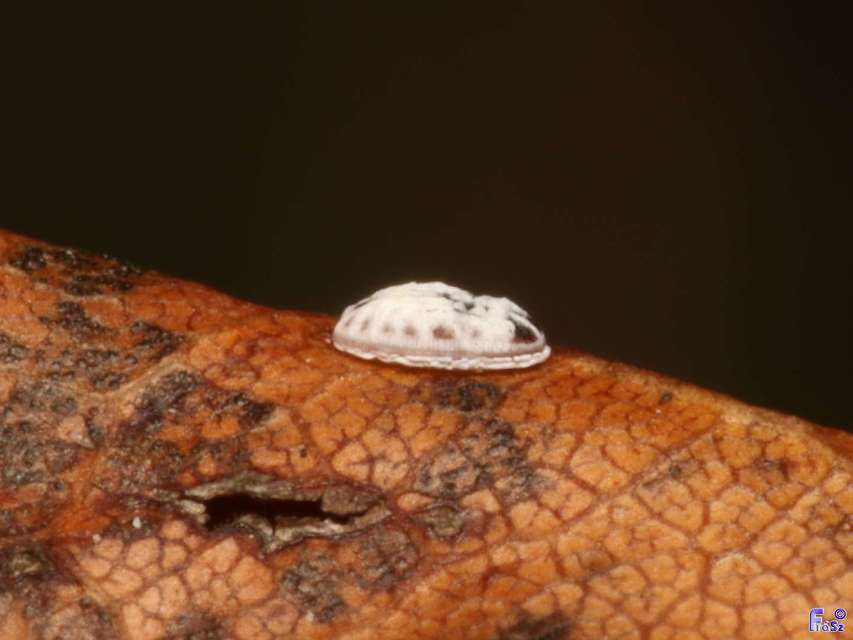 Aleyrodidae