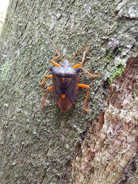 Pentatoma rufipes - vöröslábú címerespoloska Pentatoma rufipes - vöröslábú címerespoloska