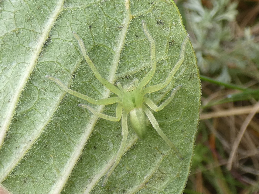 Micrommata virescens - hunyópók