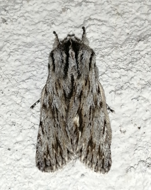 Asteroscopus sphinx - csillagnéző bundásbagoly