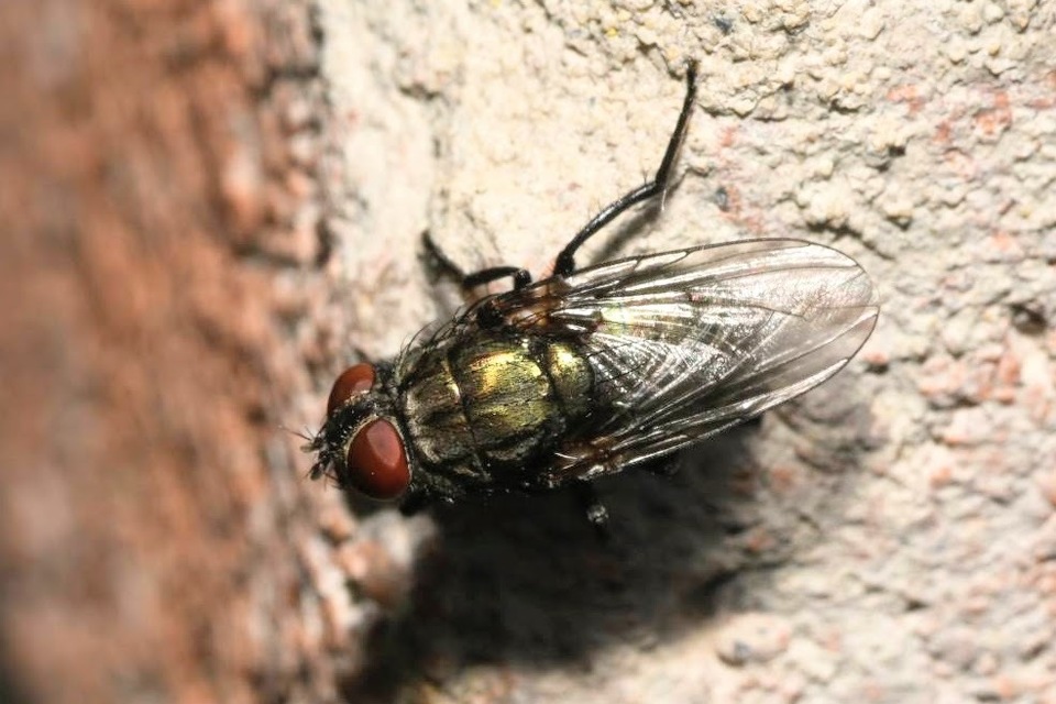 Calliphoridae - dongólegyek