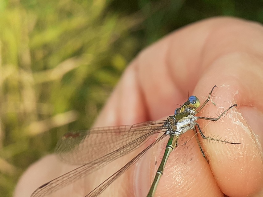 Lestes virens vestalis - kis rablószitakötő
