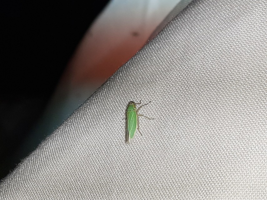 Cicadella viridis - méregzöld kabóca
