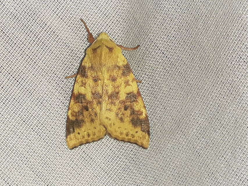 Cirrhia icteritia - nyárfa-sárgabagoly