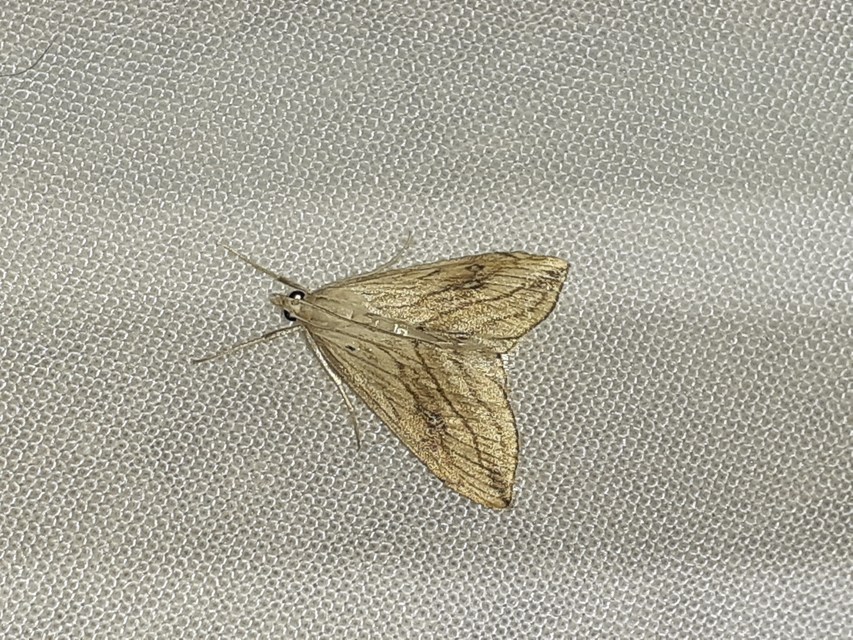 Evergestis forficalis - veteménymoly