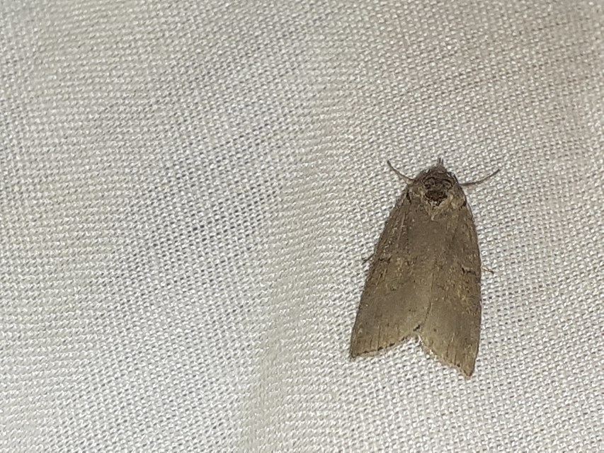Nycteola asiatica - nyárfa-trapézbagoly