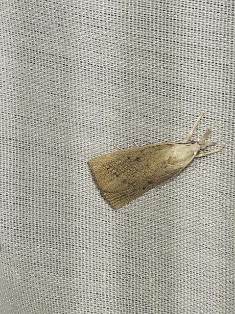 Calamotropha paludella - barna nádlevélmoly