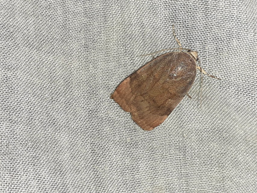 Noctua janthe/janthina