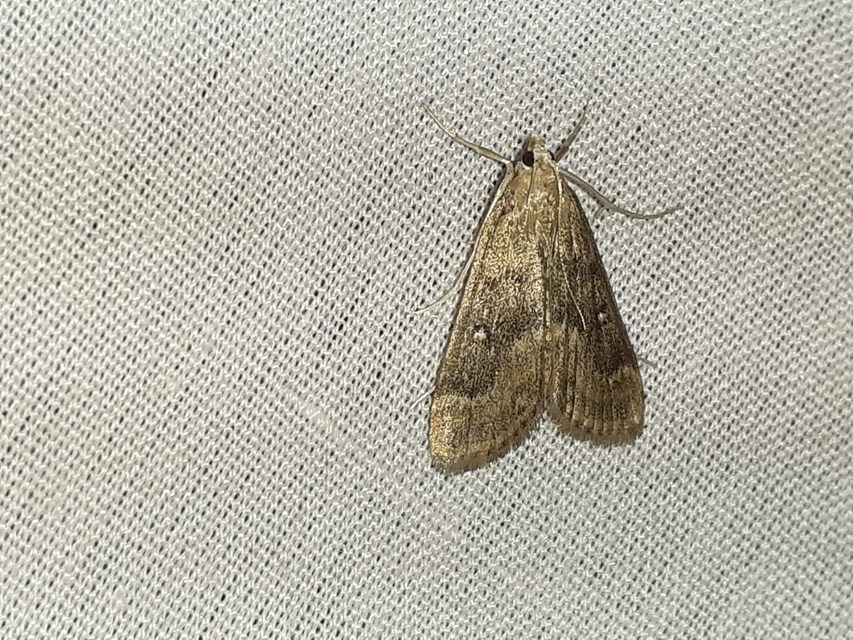 Parapoynx stratiotata - közönséges vízimoly