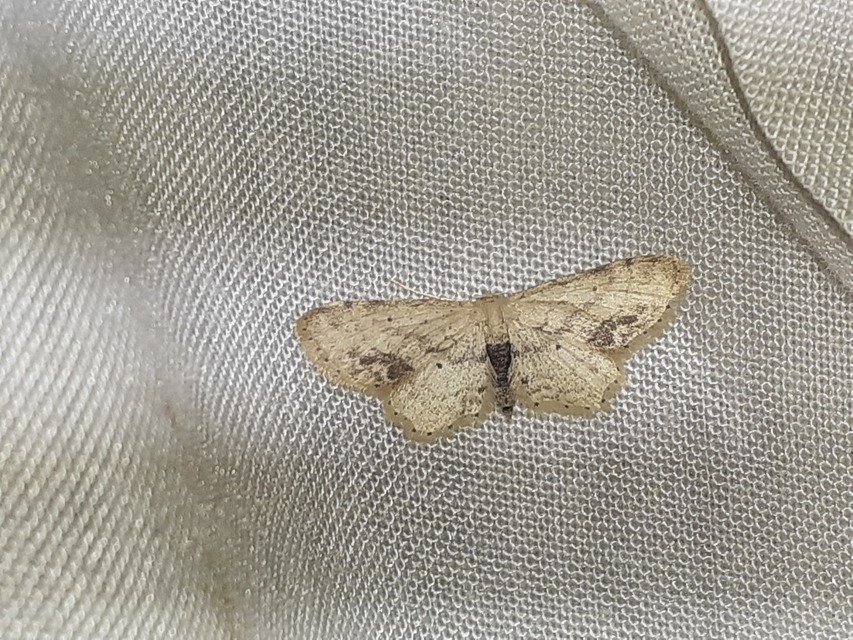 Idaea dimidiata - gyakori apróaraszoló
