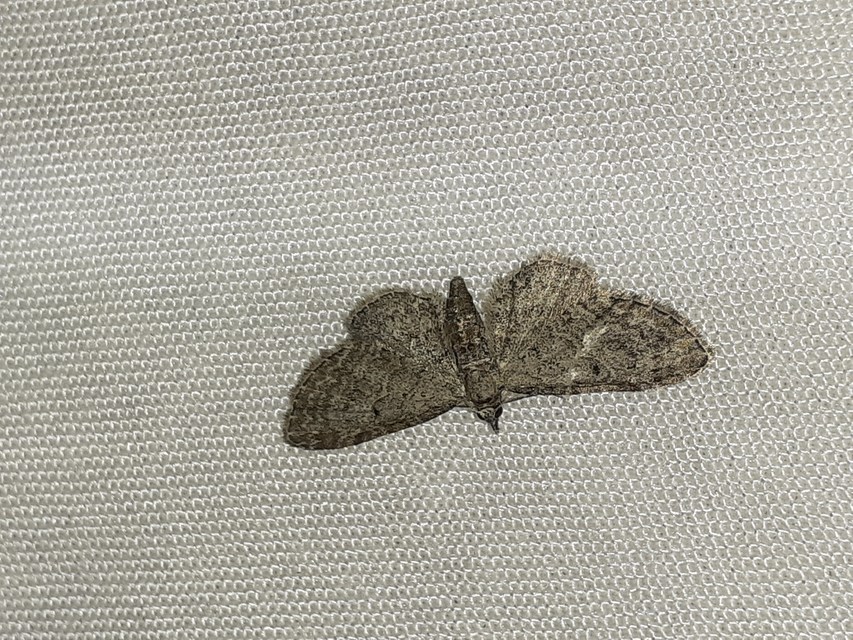 Eupithecia tenuiata - sötétszegélyű törpearaszoló