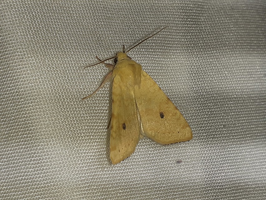 Cirrhia icteritia - nyárfa-sárgabagoly